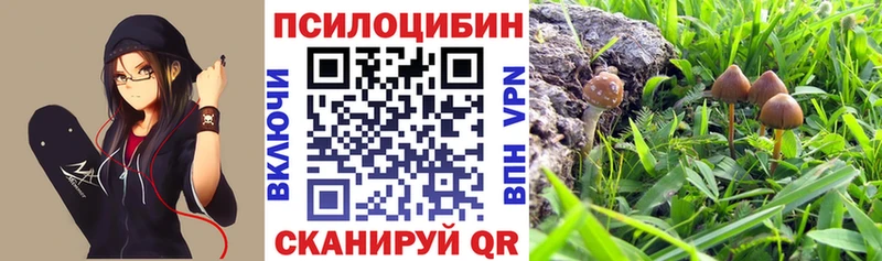 площадка как зайти  Апшеронск  Галлюциногенные грибы GOLDEN TEACHER 